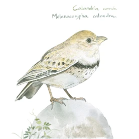 Calandria — illustration by Pilar Campos