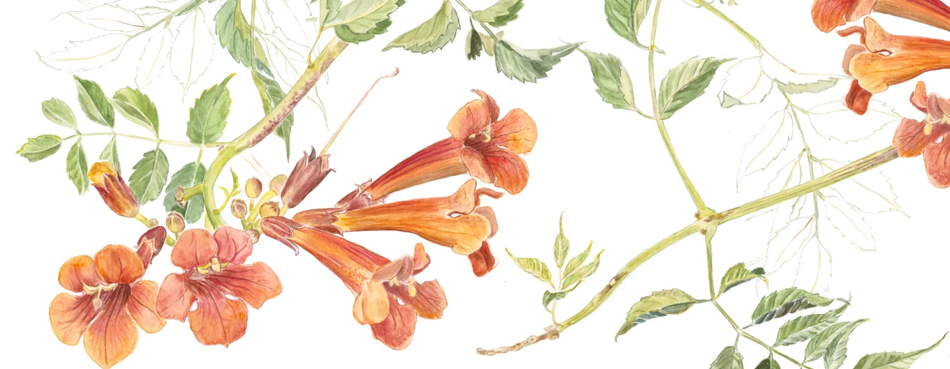 Campsis radicans — illustration by Pilar Campos