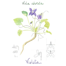 Violeta — illustration by Pilar Campos