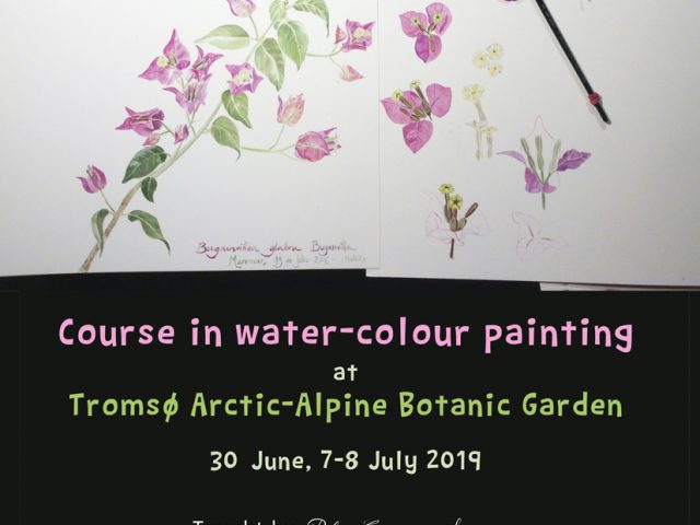 Course in water-colour painting at Tromsø Arctic-Alpine Botanic Garden